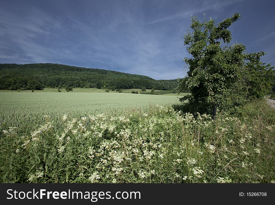 Wheat Field