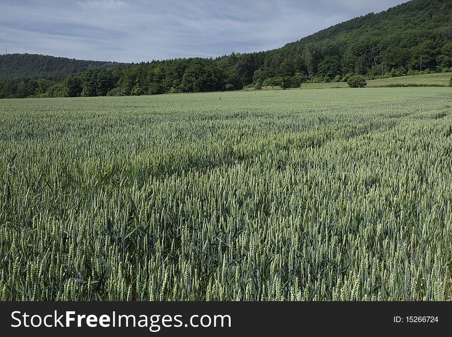 Wheat field in the north of Germany in the early summer