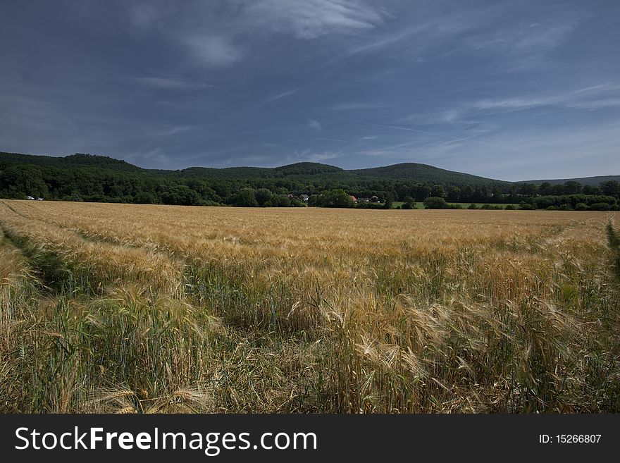 Wheat field in the north of Germany in the early summer