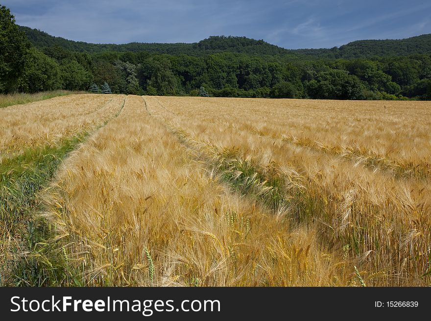 Wheat field in the north of Germany in the early summer