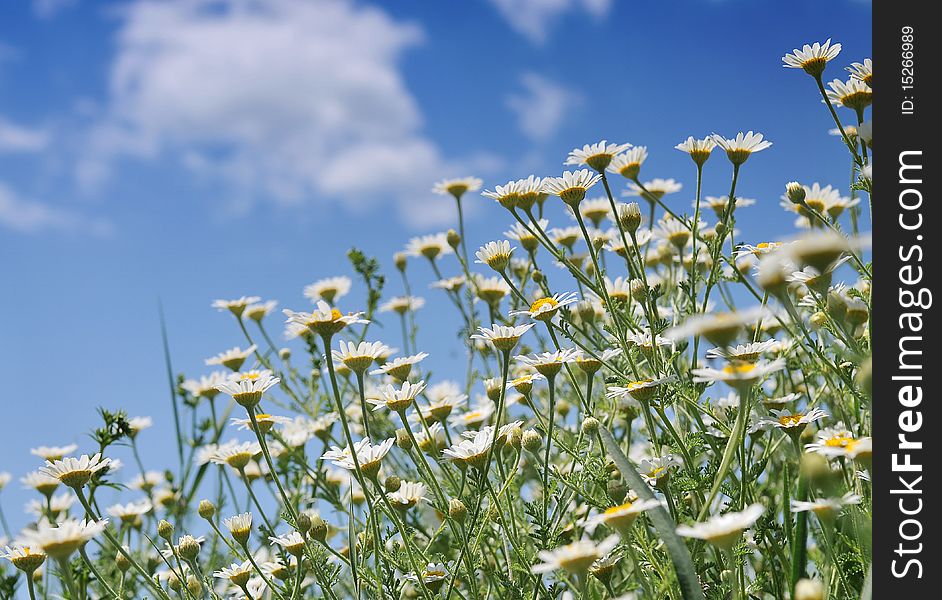 Marguerite from an insects view