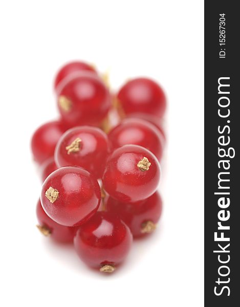 Red Currant