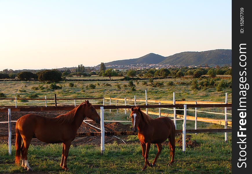Two horses on Sardegna's countryside