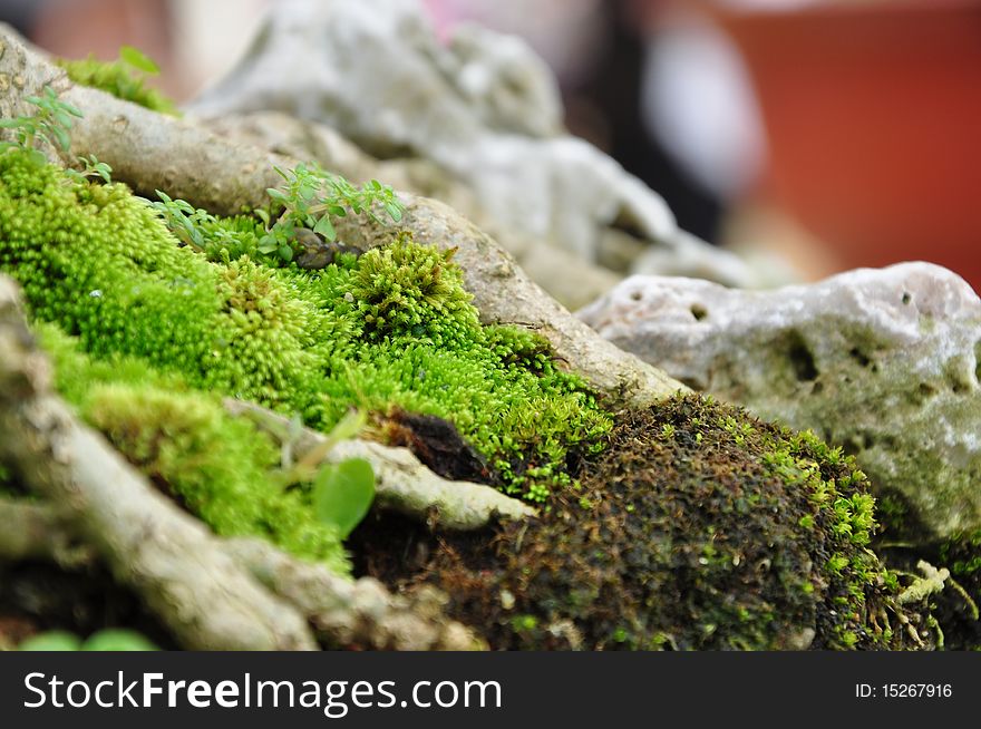 Bonsai Root