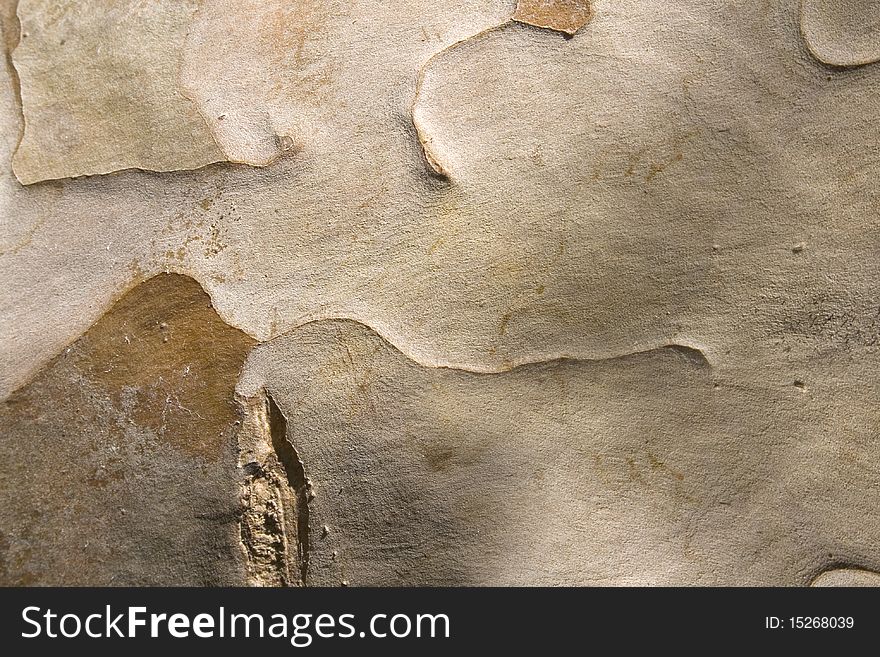 Light brown guava fruit wood textured background