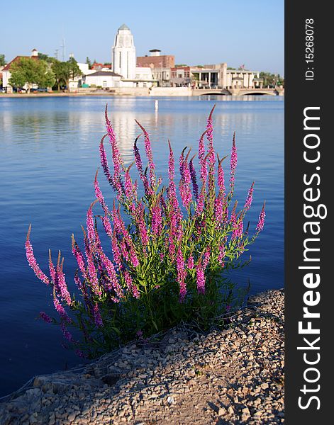 Pink Flowers In The Park