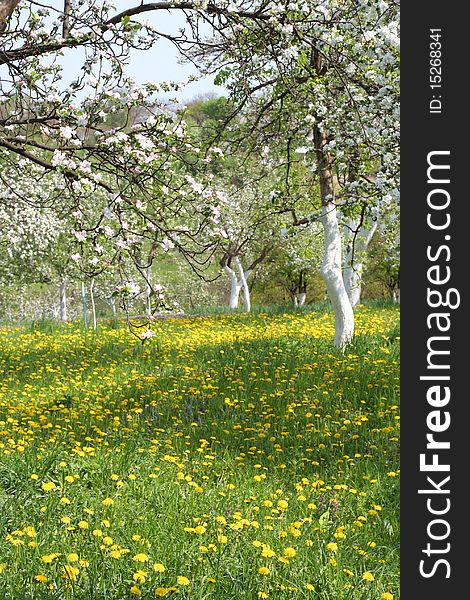 Summer Garden with Dandelions in Ukraine