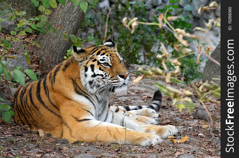 Resting in the shade of a tree tiger. Resting in the shade of a tree tiger