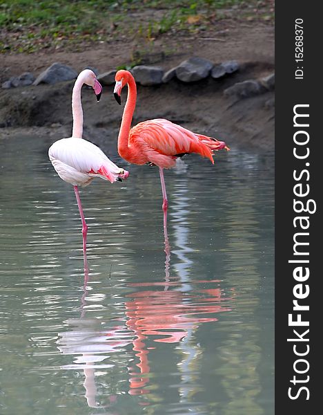 Two flamingos, white and pink, resting in a lake