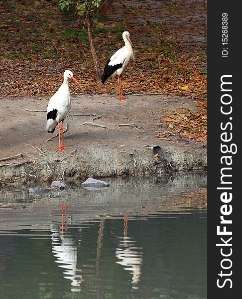 Two storks on the lake