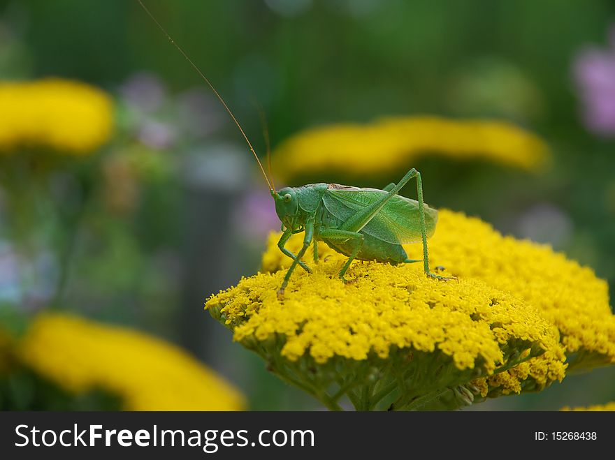 Green grasshoper on the yellow flower