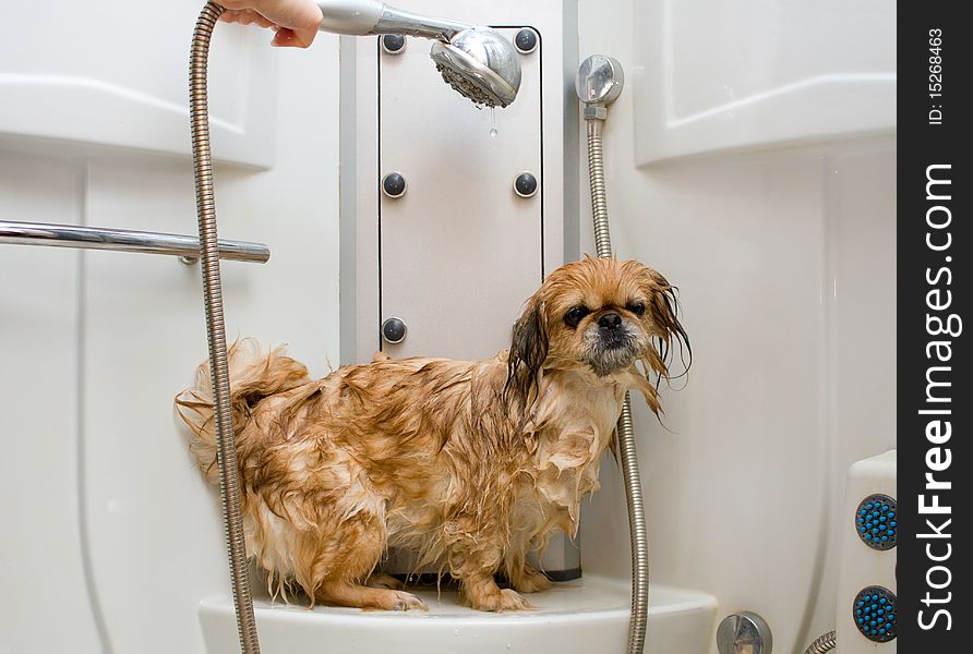 Wet dog in a light shower cabin after washing. Wet dog in a light shower cabin after washing