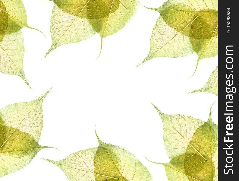 Leaves isolated on white background