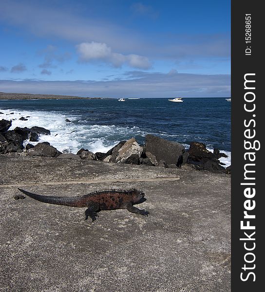 Marine Iguana - Galapagos