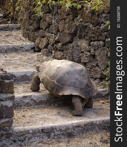 Giant tortoise climbing stairs at Charles Darwin Research station, Santa Cruz Island, Galapagos.