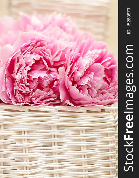 Pink Floral Season Background