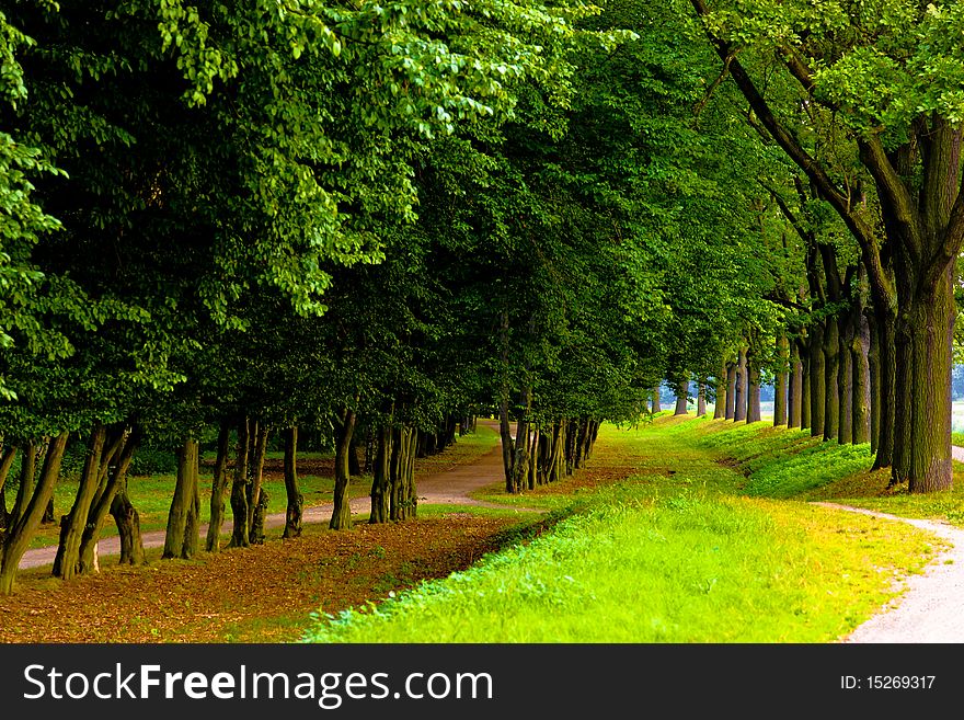 Park In Spring Time