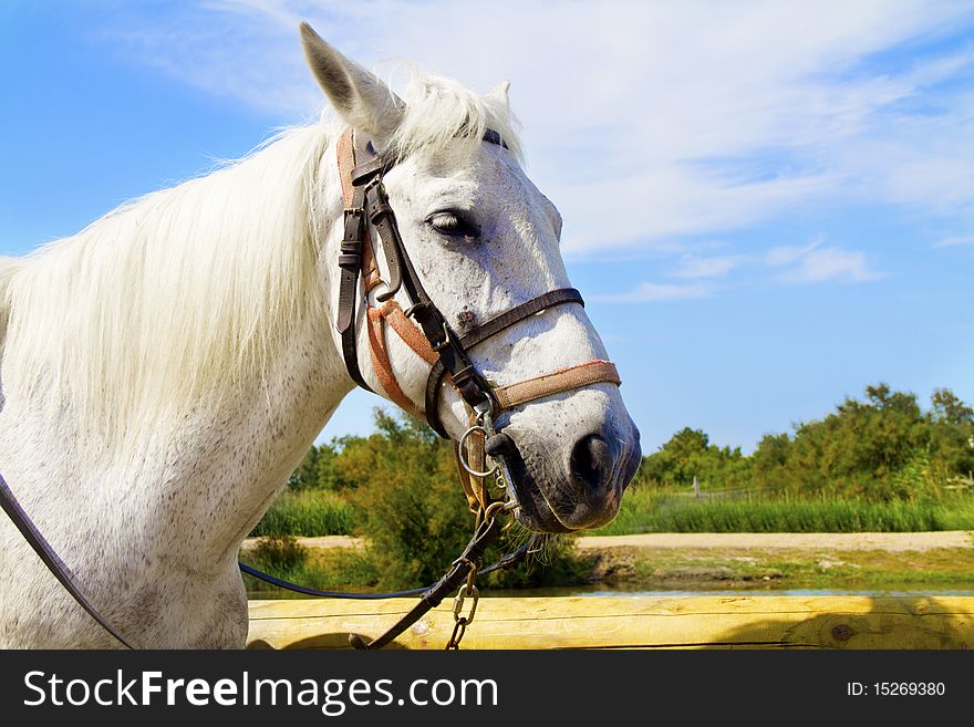 Horses grazing in the countryside