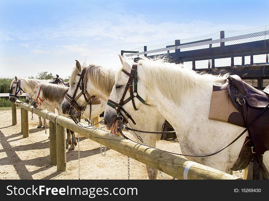 Horses grazing in the countryside