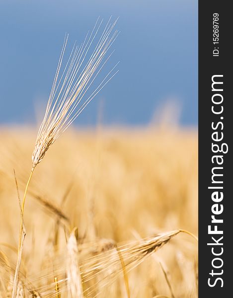 Closeup photo of yellow wheat stalks and field. Closeup photo of yellow wheat stalks and field