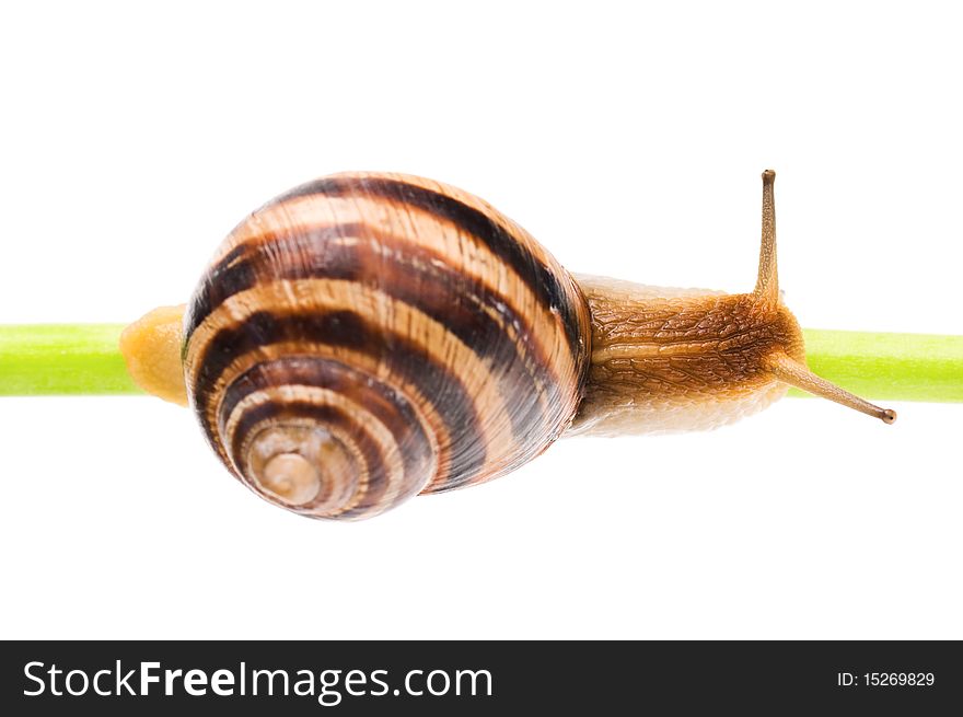 Big garden snail isolated on a white background