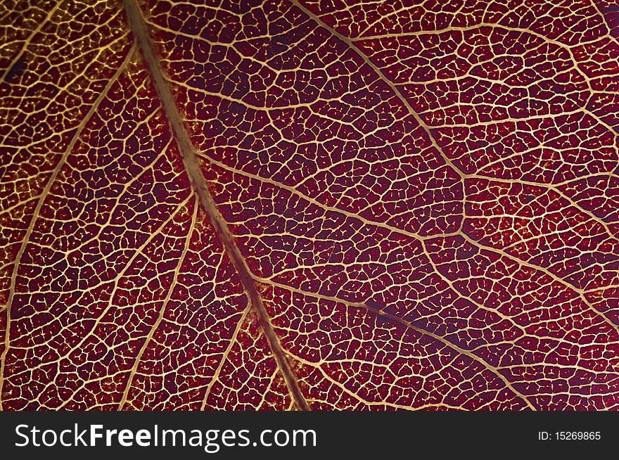 Fine image of red macro leaf texture background