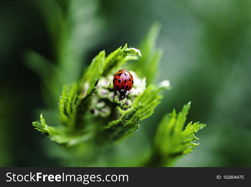 Closeup of ladybug of white flower. Closeup of ladybug of white flower