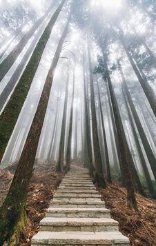 Direct Sunlight Through Trees With Fog In The Forest With Stone Stair In Alishan National Forest Recreation Area In Winter. Stock Photography