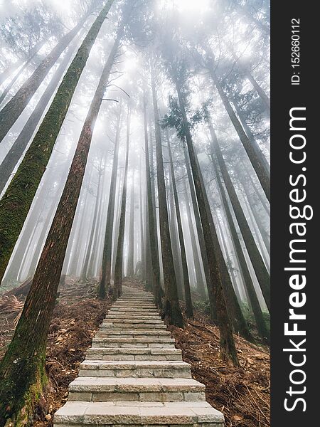 Direct sunlight through trees with fog in the forest with stone stair in Alishan National Forest Recreation Area in winter in Chiayi County, Alishan Township, Taiwan. Direct sunlight through trees with fog in the forest with stone stair in Alishan National Forest Recreation Area in winter in Chiayi County, Alishan Township, Taiwan.