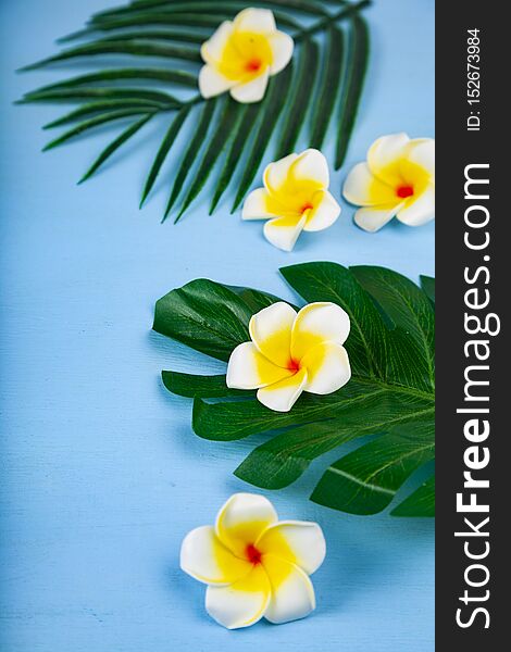 Still life with plumeria and tropical leaves on a blue wooden background. Place for your text