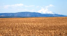 A Wheat Field & Mt. Hood. Stock Photography A Wheat Field & Mt. Hood. Stock Photography