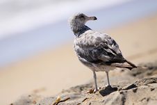 Seagull Royalty Free Stock Image Seagull Royalty Free Stock Image