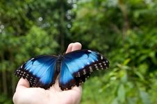 Blue Morpho Stock Photography Blue Morpho Stock Photography