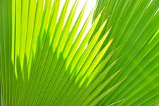 Leaves Of Palm Royalty Free Stock Photos Leaves Of Palm Royalty Free Stock Photos