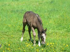Young Colt Royalty Free Stock Photos Young Colt Royalty Free Stock Photos