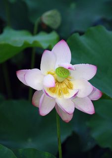 Lotus Flower Royalty Free Stock Photography Lotus Flower Royalty Free Stock Photography