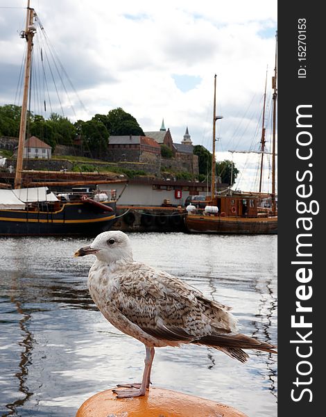 Seagull with sea and boat  as a background,image was taken in Oslo Norway