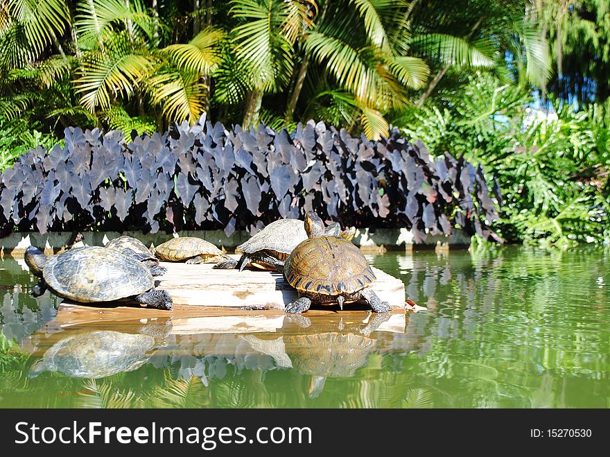 Turtles in the lake Rio de Janeiro. Turtles in the lake Rio de Janeiro.