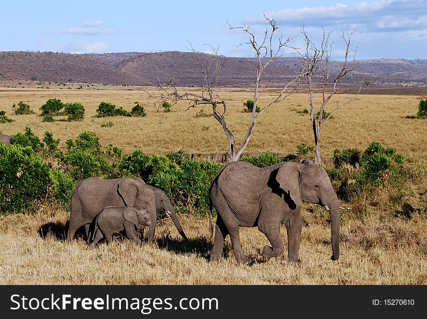 Elephant with three Babies, large African elephant with 3 different aged babies, in the beautiful golden desert with mountains in the distance on the Masai Mara National Reserve, Kenya in a safari desert. Elephant with three Babies, large African elephant with 3 different aged babies, in the beautiful golden desert with mountains in the distance on the Masai Mara National Reserve, Kenya in a safari desert.