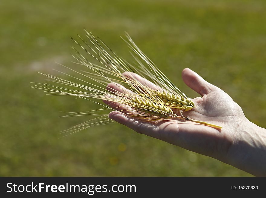 Close view of wheat grain in the hand before harvest. Close view of wheat grain in the hand before harvest