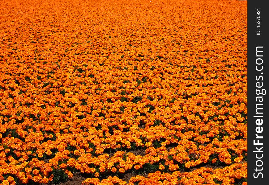 Large field of bright orange flowers. Large field of bright orange flowers