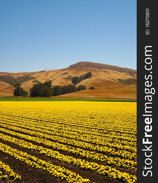 Large field of bright yellow flowers with mountain backdrop. Large field of bright yellow flowers with mountain backdrop