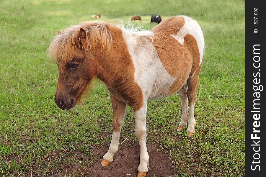 Red-white pony foal grazing in meadow