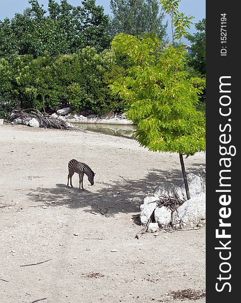 A young zebra in a shaded oasis