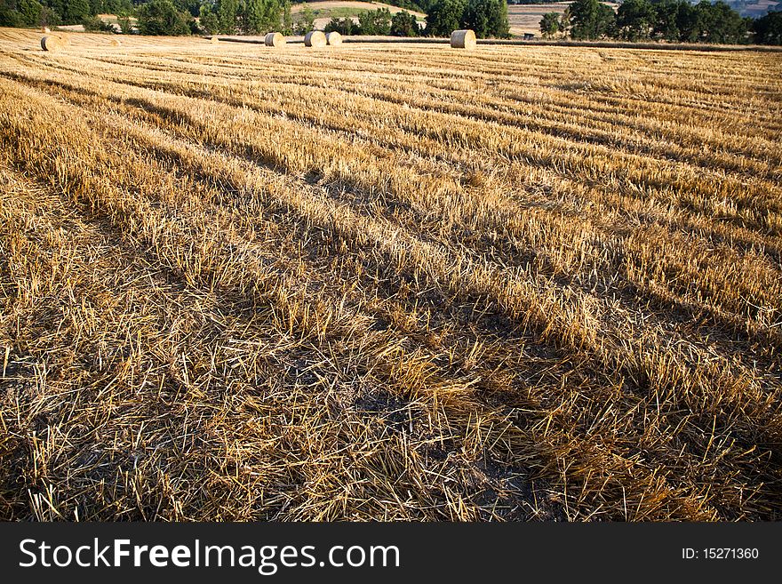 Fields grain with bales