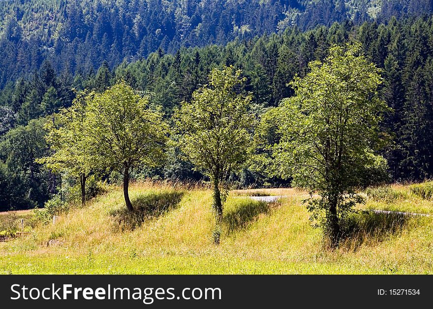 Landscape In The Black-forest, Germany