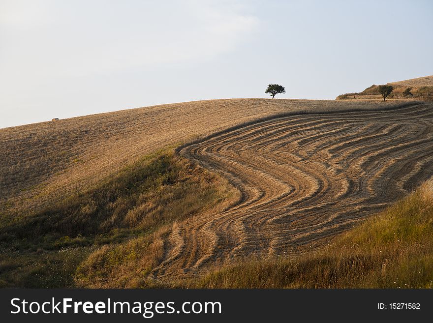 Fields Grain With Bales