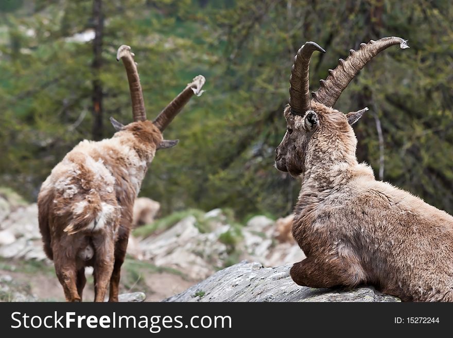 Capra Ibex - Italian Alps