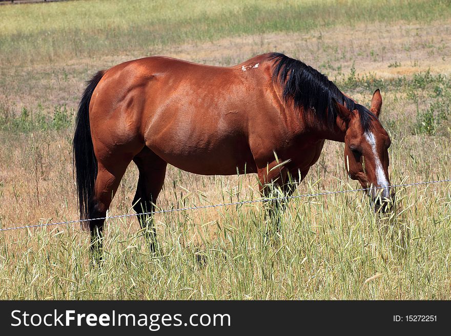 Horse in a field, Washington state.