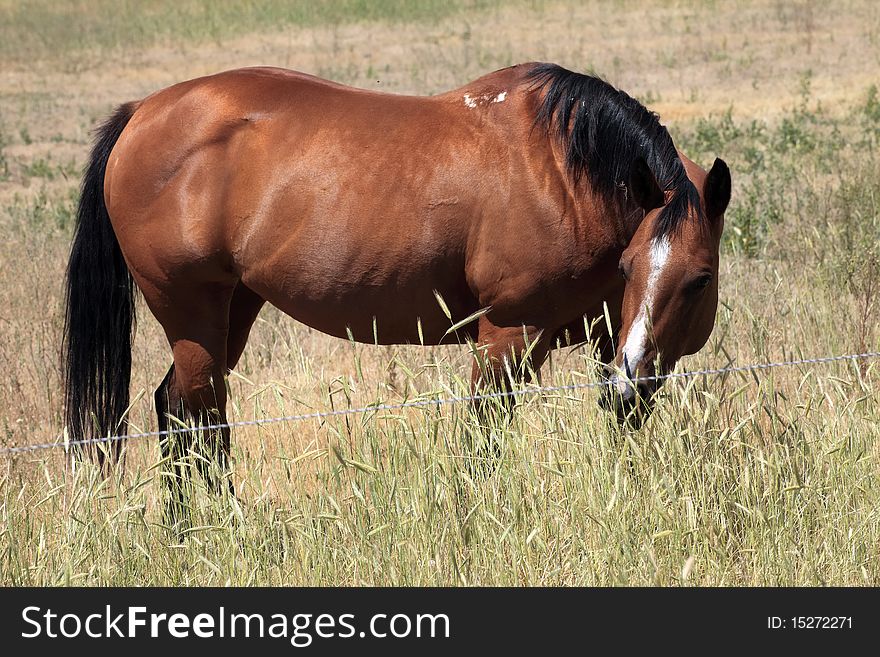 A horse grazing in a field, Washington state. A horse grazing in a field, Washington state.